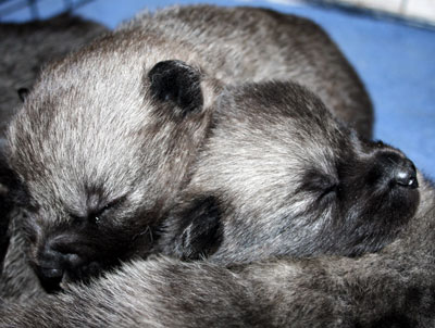Brothers make great pillows!